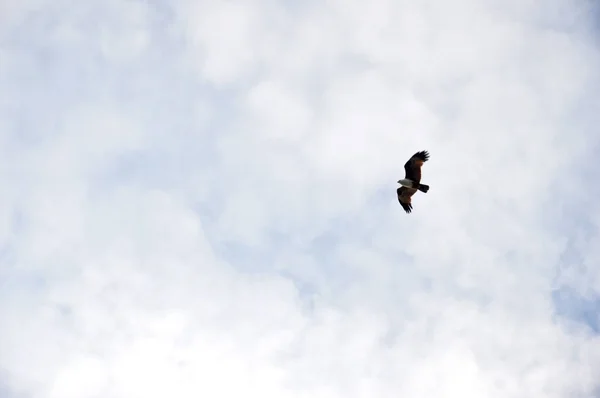 Άσπρο Αετό Που Πετάει Στον Ουρανό — Φωτογραφία Αρχείου