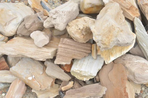 Fossiler Stein Holz Hintergrund — Stockfoto