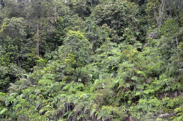 Florestas Tropicais Nas Montanhas — Fotografia de Stock
