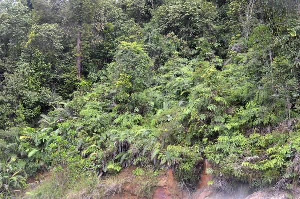 Florestas Tropicais Nas Montanhas — Fotografia de Stock