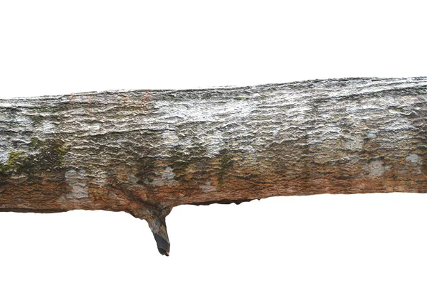 Ağaç Gövdesi Beyaz Arkaplanda Zole Edildi — Stok fotoğraf