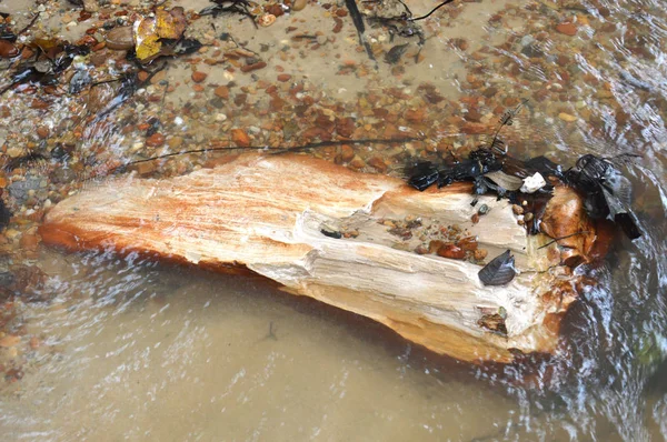 Madera Piedra Fósil Río — Foto de Stock