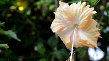 Beyaz ve sarı Hibiscus çiçek bahçesinde