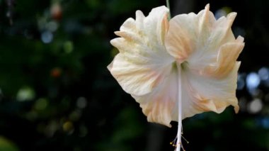 Beyaz ve sarı Hibiscus çiçek bahçesinde
