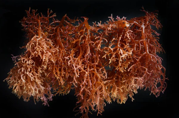 Seaweed — Stock Photo, Image