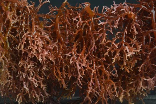 해초 — 스톡 사진