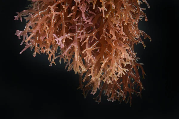 Deniz yosunu — Stok fotoğraf