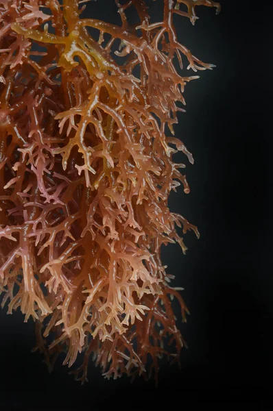 Algas marinas —  Fotos de Stock