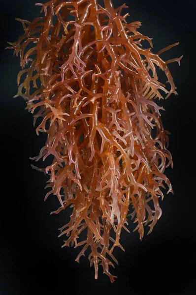해초 — 스톡 사진