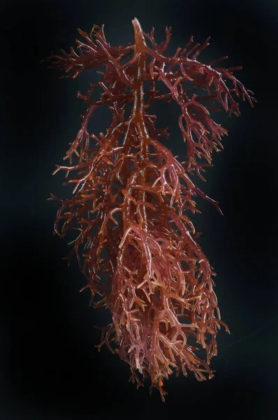 Deniz yosunu — Stok fotoğraf