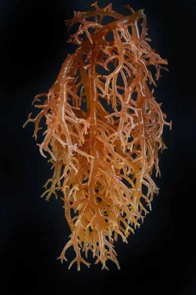 Algas marinhas — Fotografia de Stock