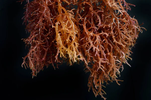 海藻 — 图库照片
