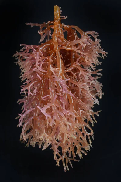 Морські водорості — стокове фото
