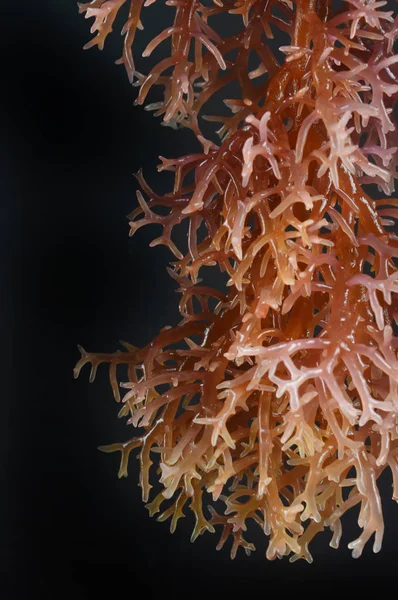 Algas marinas —  Fotos de Stock