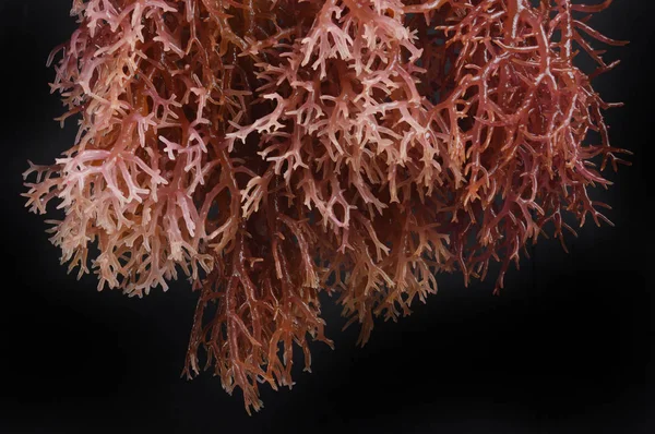 Морські водорості — стокове фото
