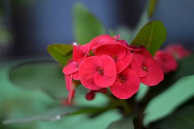 Dikenli taç çiçekler Euphorbia milli Desmoul