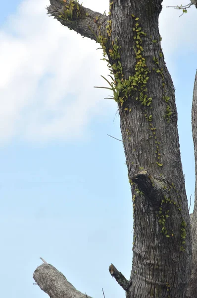 Tronco de árbol —  Fotos de Stock