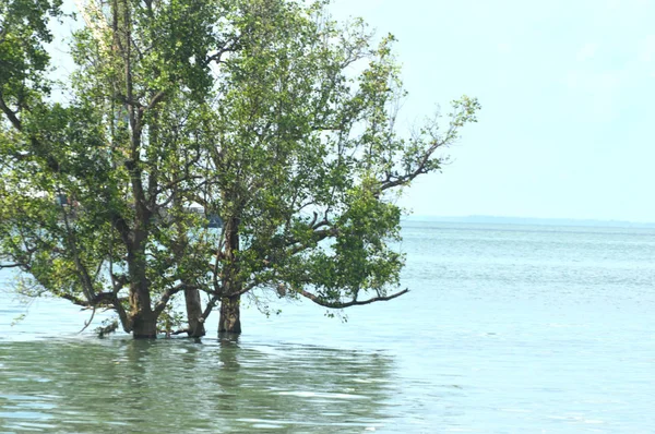 Mangrove — Stockfoto