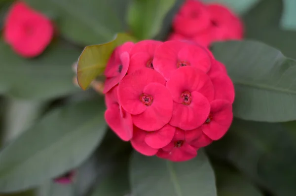 Στεφάνι από αγκάθια λουλούδια Euphorbia milli Desmoul — Φωτογραφία Αρχείου