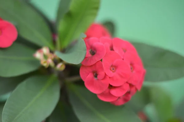 Στεφάνι από αγκάθια λουλούδια Euphorbia milli Desmoul — Φωτογραφία Αρχείου