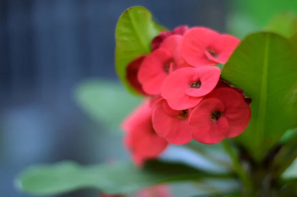 Στεφάνι από αγκάθια λουλούδια Euphorbia milli Desmoul — Φωτογραφία Αρχείου