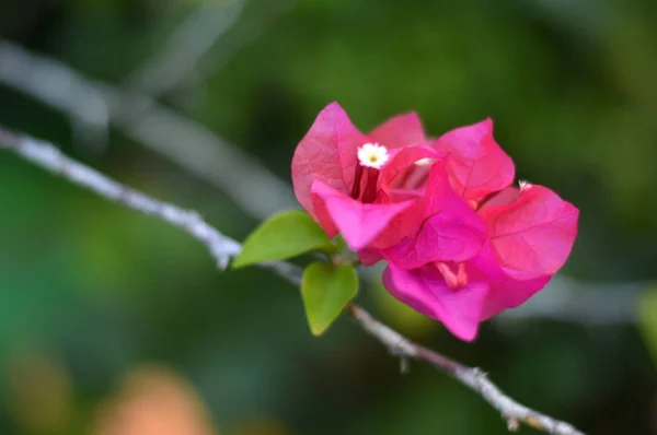 Bougainvillea spectabilis — Stockfoto