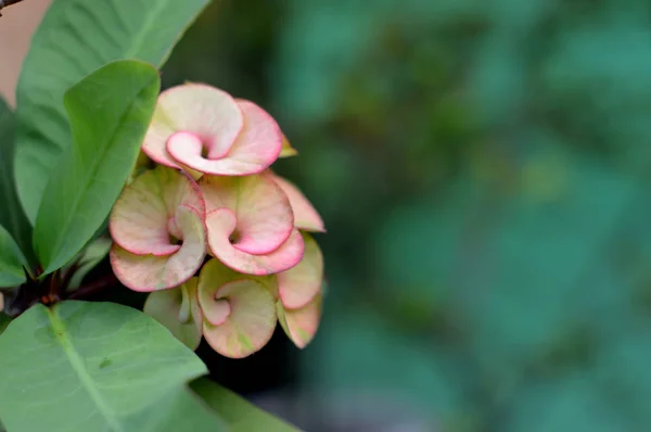 Korona cierniowa kwiaty Euphorbia milli Desmoul — Zdjęcie stockowe