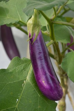 patlıcan meyve bitkisi