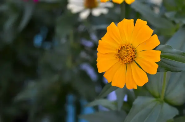 Dahlienblüte — Stockfoto