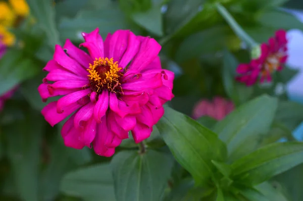 Dahlienblüte — Stockfoto