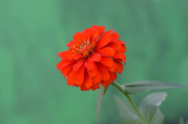 Fiore di Dahlia — Foto Stock