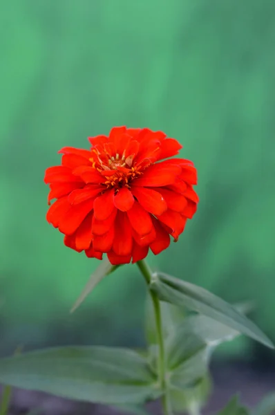 Flor de Dalia — Foto de Stock