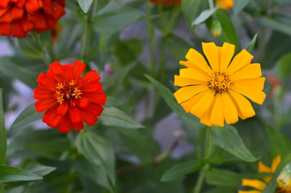 Dahlienblüte — Stockfoto