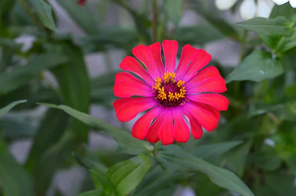 Dahlienblüte — Stockfoto