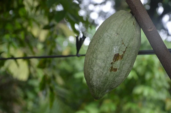 Cacaoboom — Stockfoto