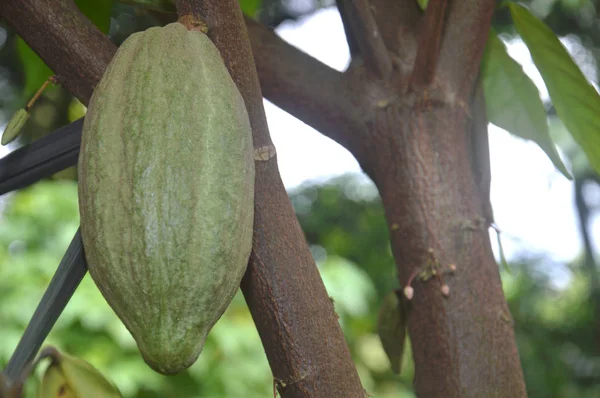 Albero di cacao — Foto Stock