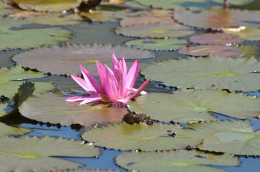 pembe nilüfer çiçeği 