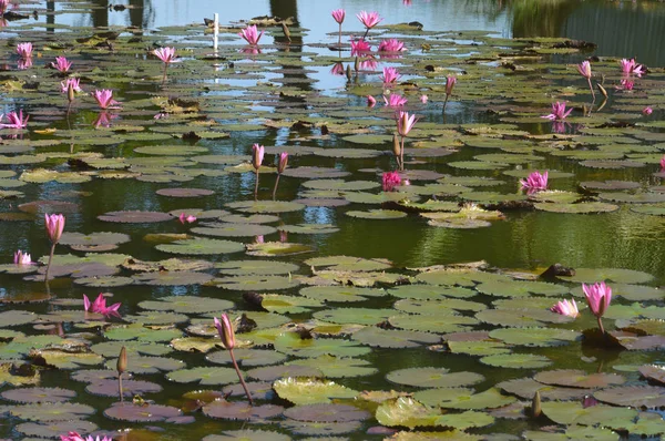 Flor de lótus rosa — Fotografia de Stock