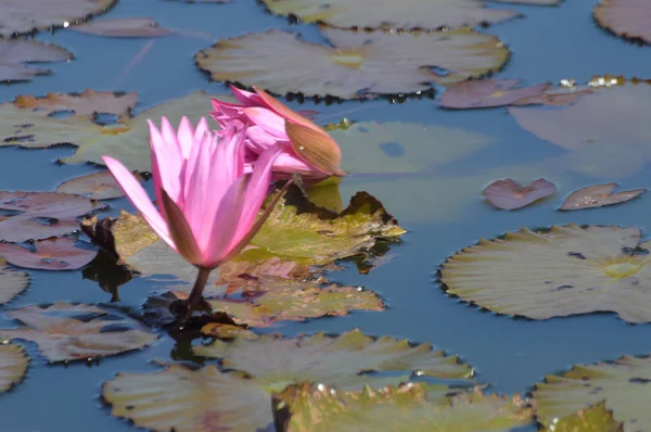 Pink lotus flower — Stock Photo, Image