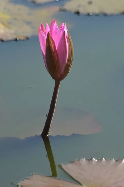 Roze lotusbloem — Stockfoto