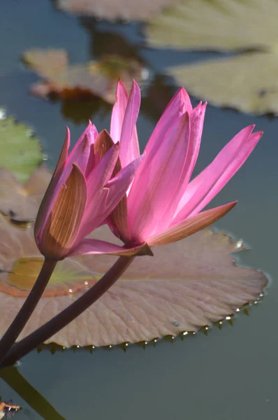 Roze lotusbloem — Stockfoto