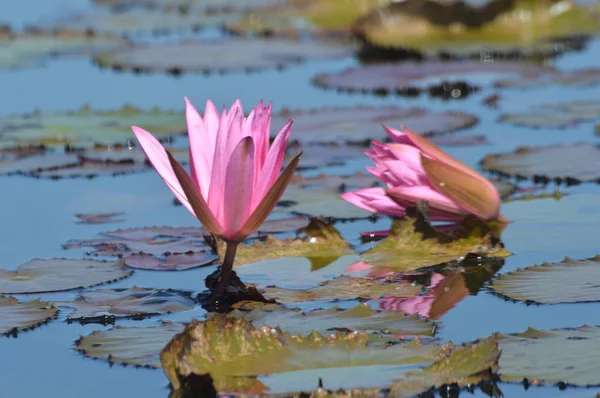 Flor de lótus rosa — Fotografia de Stock