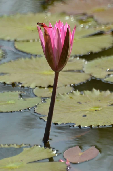 Pink lotus flower — Stock Photo, Image