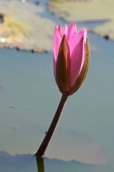 Pink lotus flower — Stock Photo, Image