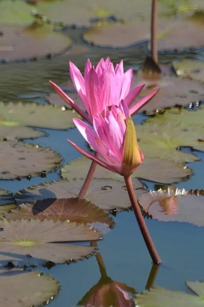 Roze lotusbloem — Stockfoto