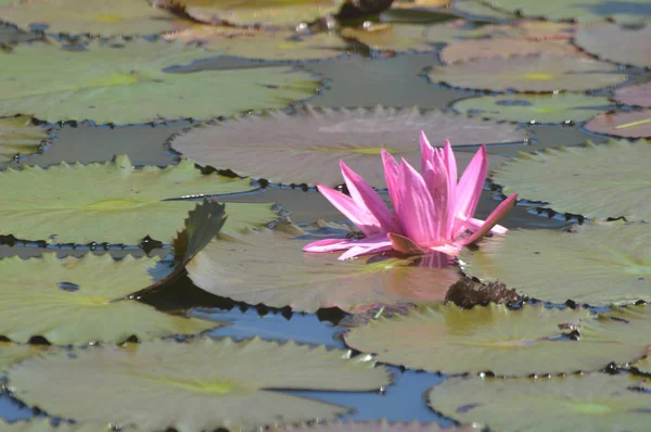 Flor de lótus rosa — Fotografia de Stock