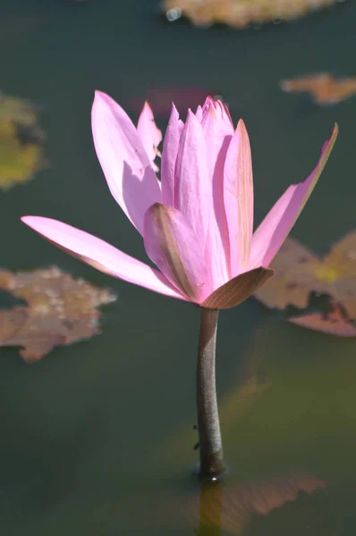 Růžový lotosový květ — Stock fotografie