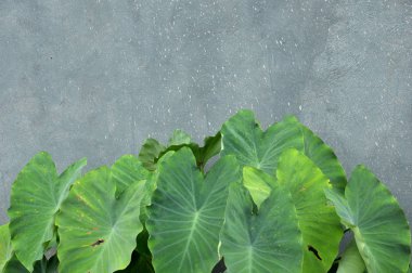 Taro yaprak