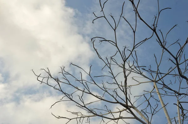 Tree branch — Stock Photo, Image