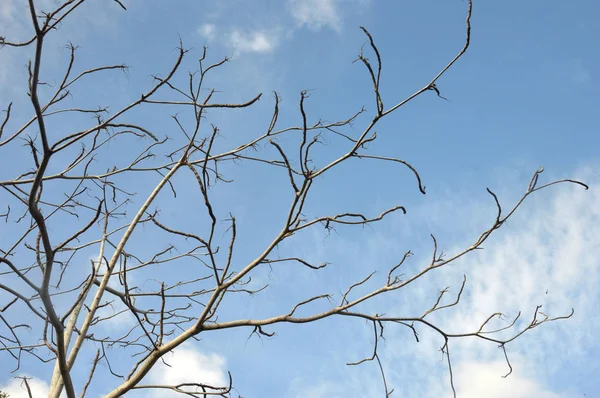 Ramo albero — Foto Stock